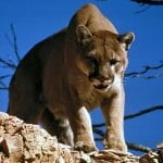 Cougar found dead in San Gabriel Mountains, cause of death unknown