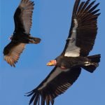 Endangered condor egg hatches in Northern California’s wild