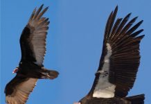 Endangered condor egg hatches in Northern California’s wild