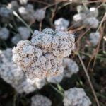 California buckwheat a staple for wildlife