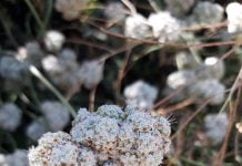California buckwheat a staple for wildlife