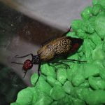 The Iron Cross Blister Beetle warns with color
