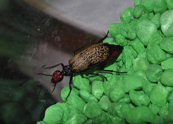 06-18-21-ANZA-Iron Cross Blister Beetle-DSphoto