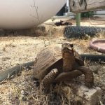 Reward offered for missing turtle