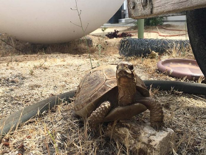 06-18-21-ANZA-Reward offered for missing turtle-Cphoto