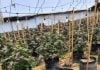 Sheriffs serve warrants at illegal cannabis grows