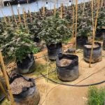 Sheriffs serve warrants at illegal cannabis grows