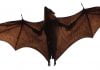 Health officials looking for anyone who touched rabid bat at Safari Park