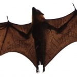 Health officials looking for anyone who touched rabid bat at Safari Park