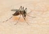 Mosquito season heats up just as California reopens