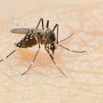 Mosquito season heats up just as California reopens