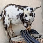 Farmy Farms announces Brunch with the Goats