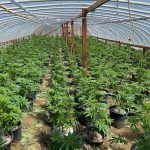 More than 100,000 marijuana plants seized in crackdown on illegal grows