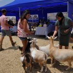 Farmy Farms hosts Brunch with the Goats
