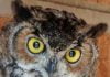 Horned owls thrive in the Anza Valley