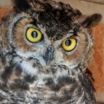 Horned owls thrive in the Anza Valley