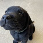 Guide Dogs of the Desert has need for puppy homes