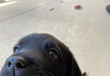 Guide Dogs of the Desert has need for puppy homes