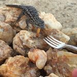 Woman befriends lizard