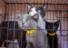 Best Friends Animal Society urges adoptions in wake of post-pandemic shelter challenges