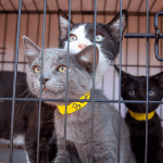 Best Friends Animal Society urges adoptions in wake of post-pandemic shelter challenges