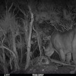 Mountain lions alive and well in the Anza Valley