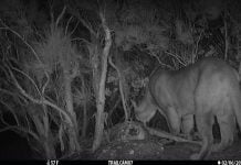 Mountain lions alive and well in the Anza Valley