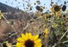 Wild sunflowers grace the Anza Valley
