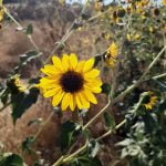 Wild sunflowers grace the Anza Valley