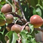 Farmy Farms offers fresh fruit and vegetables