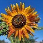 Sunflowers for Jacob