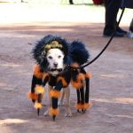 Valley-Wide’s annual Dogs Daze event set to return in October