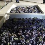 Pala takes on the vine