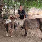 Mini horses provide giant rewards to humans, and vice versa