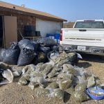 Code enforcement partners with Sheriff DA’s offices in cannabis enforcement