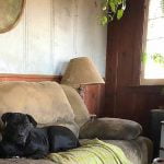 Fire victim seeks lost dog