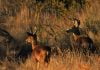 Local deer season opens Oct. 9