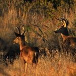 Local deer season opens Oct. 9