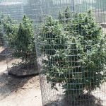 Renting to grower tenants can be risky business