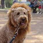 The cutest, scariest and most creative canines were celebrated at Dog Daze in Menifee