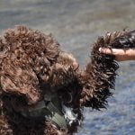 Dogs in Anza require licensing