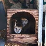 Rodenticide poisoning continues in the Anza Valley