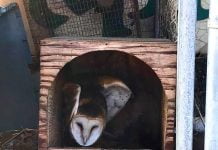 Rodenticide poisoning continues in the Anza Valley