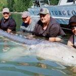 ‘Largest Freshwater Fish Ever Found’: Anglers Reel In 11-Foot-6 Monster Sturgeon on Fraser River
