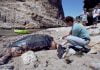 California OKs new protections for leatherback sea turtles