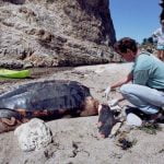 California OKs new protections for leatherback sea turtles