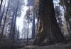 After California wildfire, thousands of trees to be removed