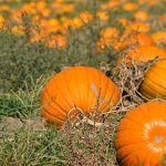 Pumpkins bound in Anza