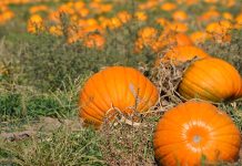 Pumpkins bound in Anza