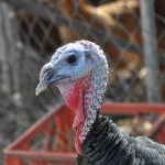 All about turkeys